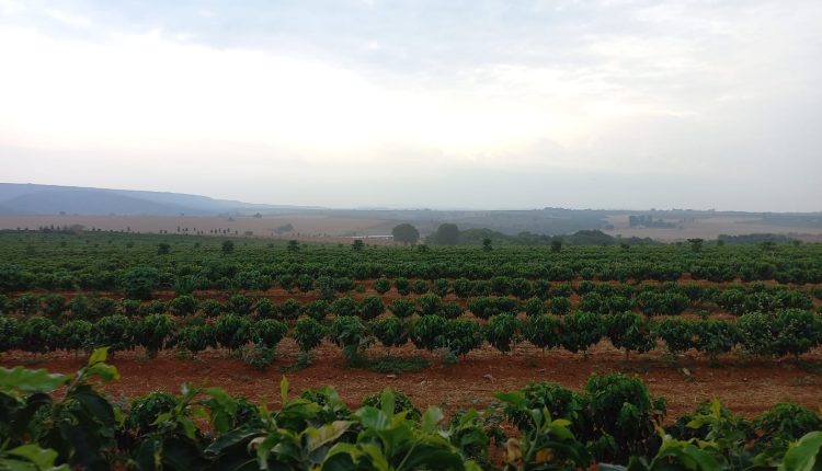 Práticas agrícolas inovadoras e responsáveis melhoram a sustentabilidade na cafeicultura mineira