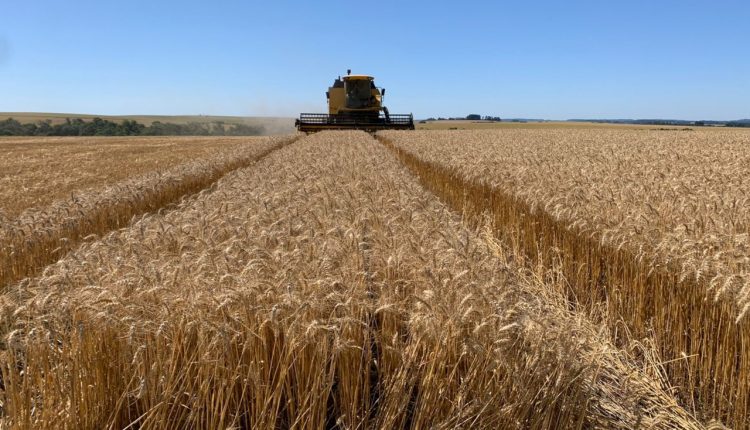 Safra de trigo avança no Rio Grande do Sul com alerta para baixa rentabilidade do produtor