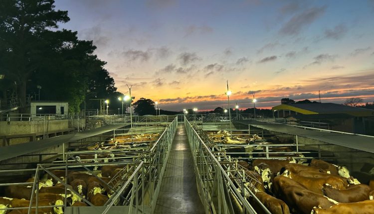 Concurso de Carcaças confirma avanço da Carne Hereford na entrega ao consumidor