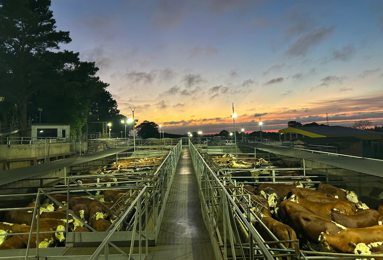 Concurso de Carcaças confirma avanço da Carne Hereford na entrega ao consumidor
