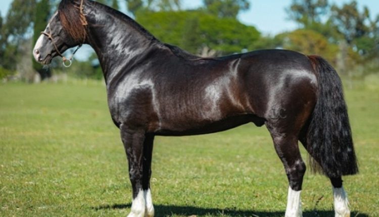 Genética Crioula de destaque retorna à pista no leilão Santa Angélica e Estribillo