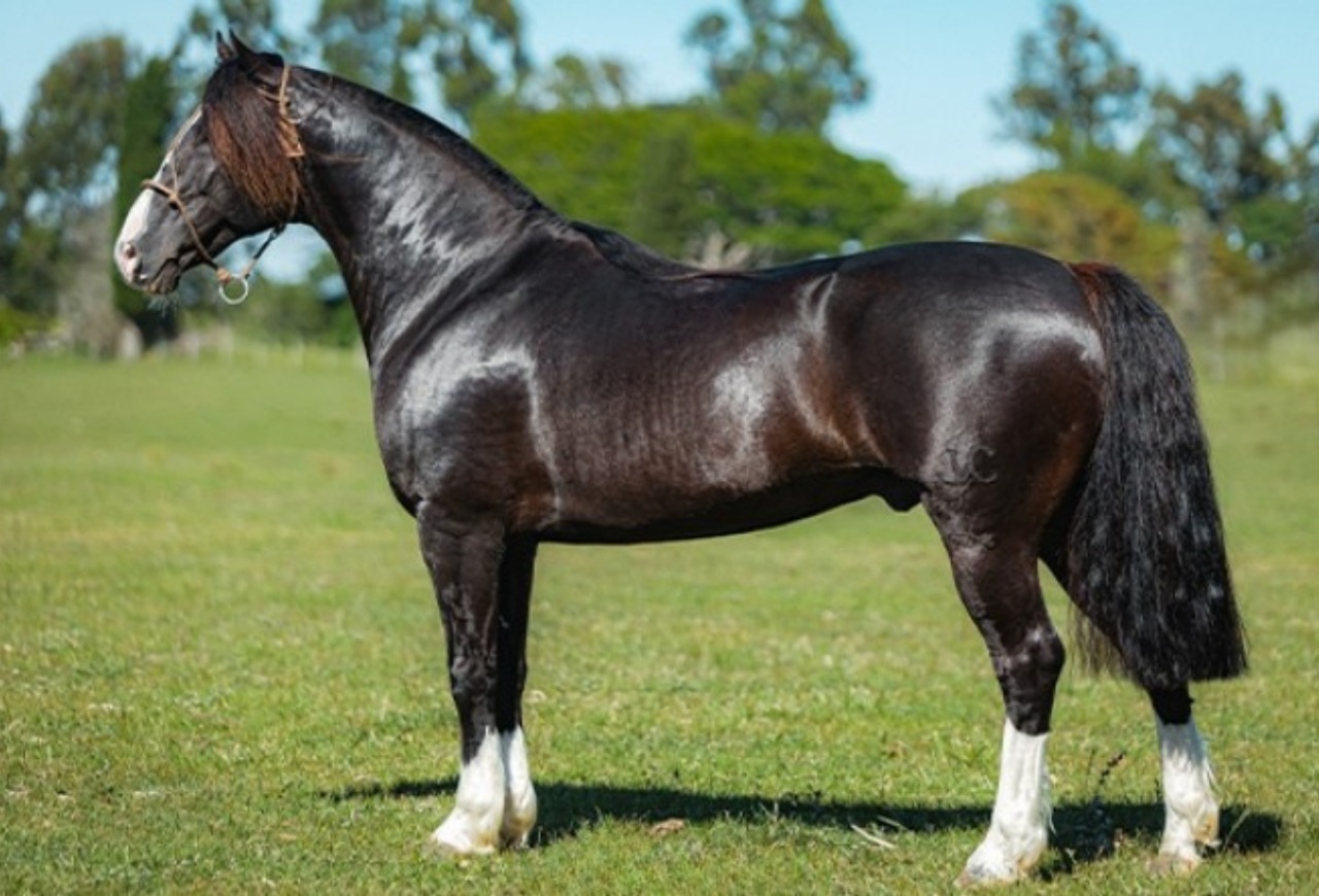 Genética Crioula de destaque retorna à pista no leilão Santa Angélica e Estribillo