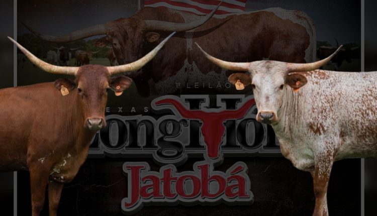 LFL LongHorn - Jatoba leilao Texas Longhorn