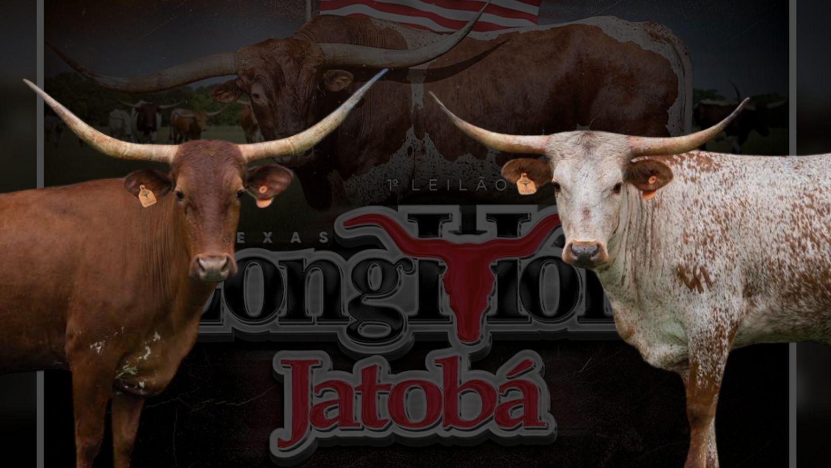 LFL LongHorn - Jatoba leilao Texas Longhorn