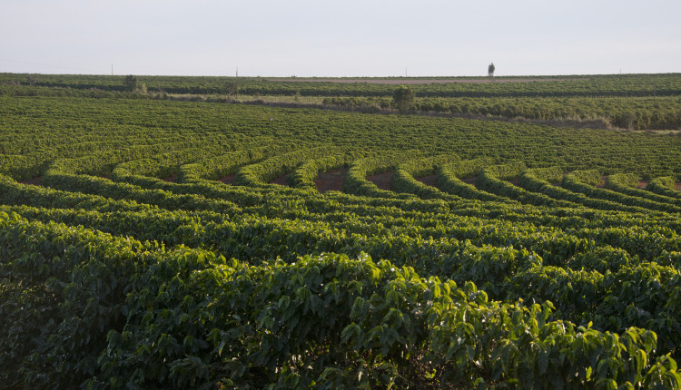 Sebrae Minas promove capacitação e negócios durante a Semana Internacional do Café