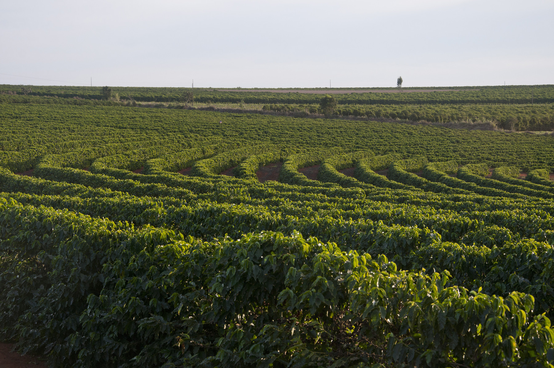 Sebrae Minas promove capacitação e negócios durante a Semana Internacional do Café
