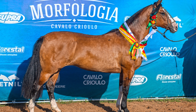 Fêmea de linhagem premiada leva título de Melhor Exemplar da Raça em Sant'Ana do Livramento