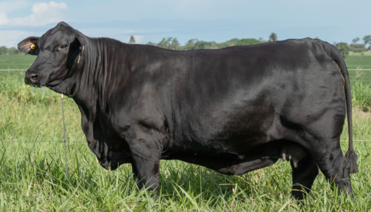 Matriz doadora da raca brangus Anamelia FIV 180L