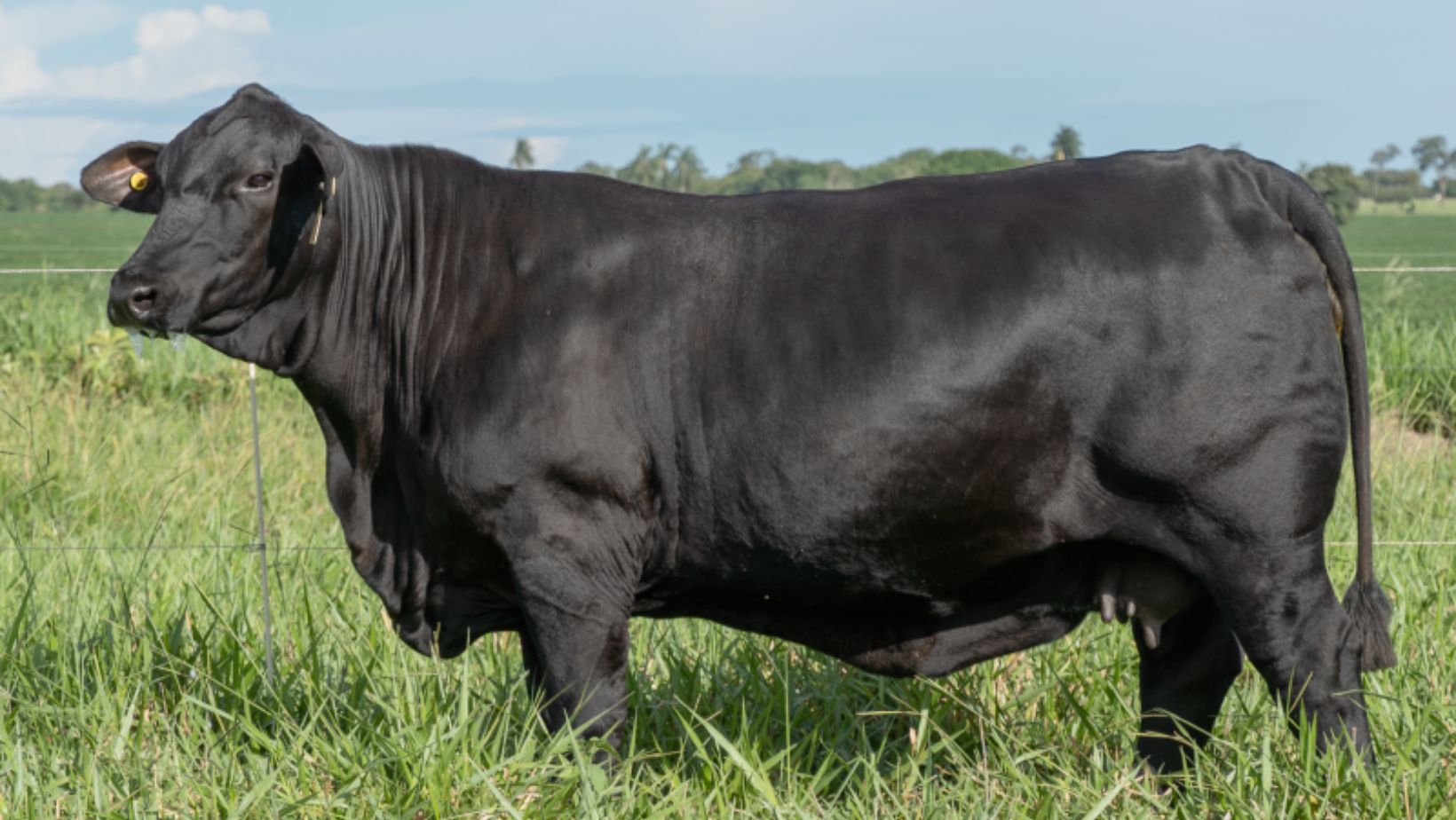 Matriz doadora da raca brangus Anamelia FIV 180L