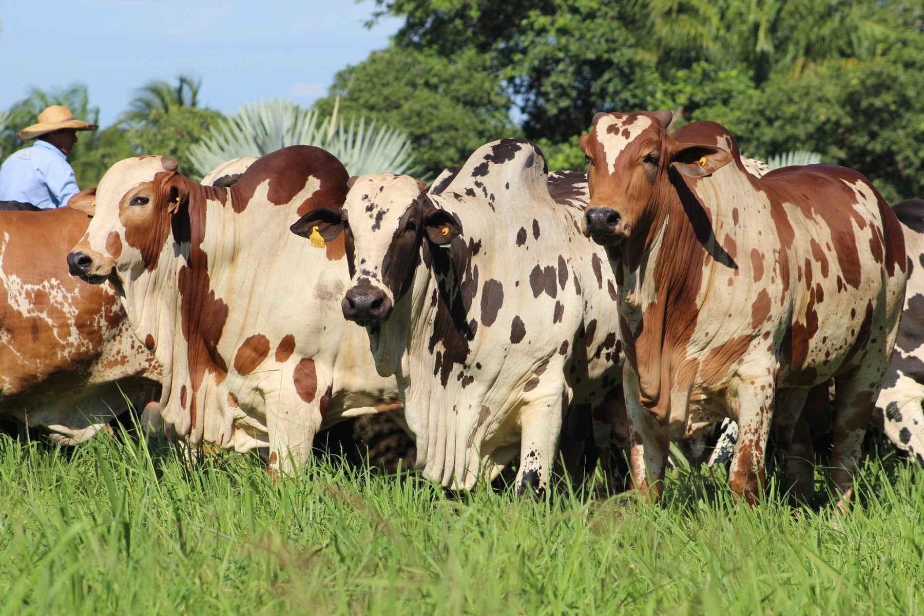 Nelore Cometa - Nelore Pintado