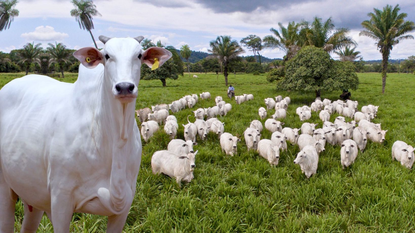 Nelore Cometa - leilao de novilhas e matrizes PO