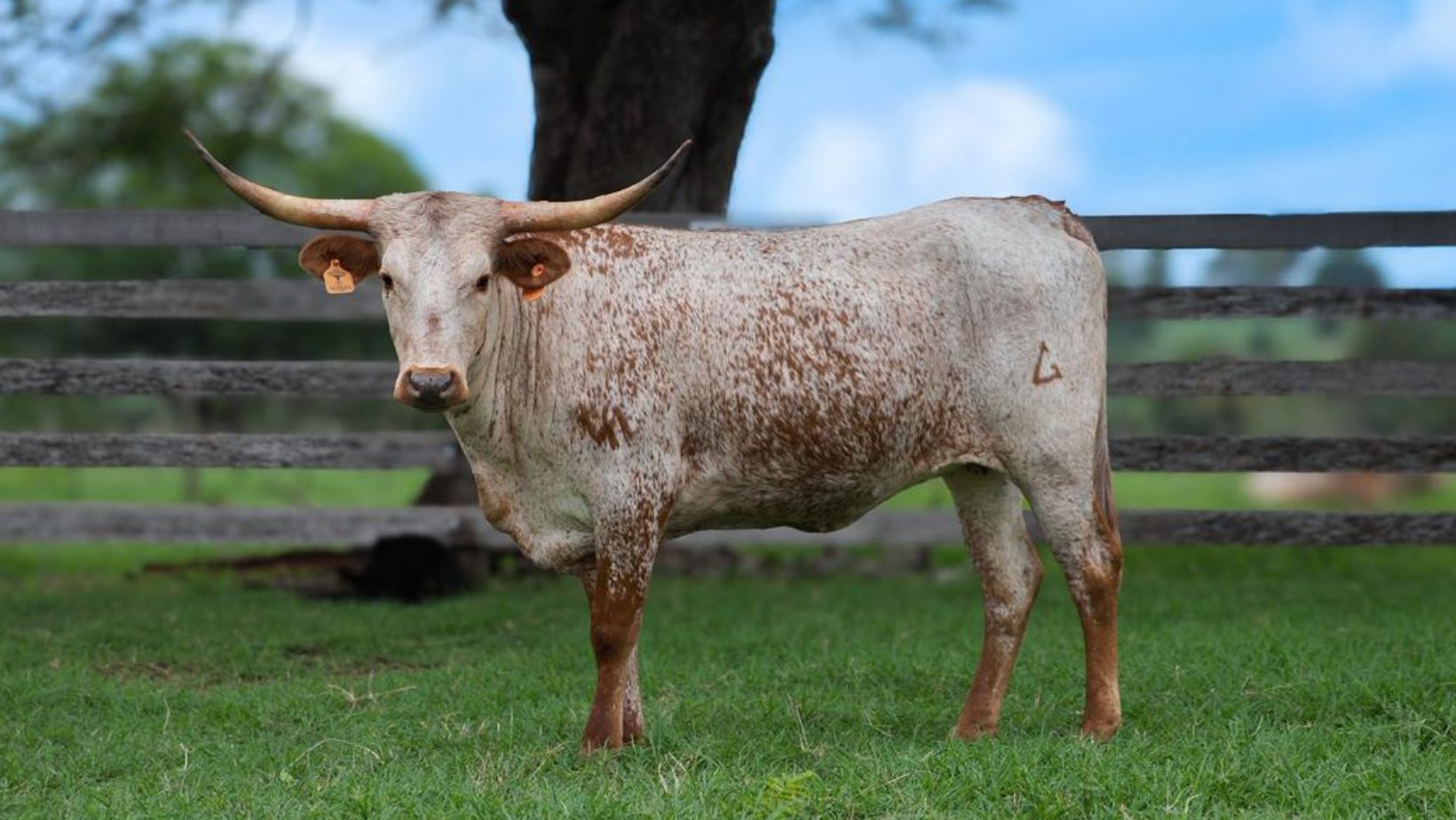Novilha LFL 001 ALTEZA - Texas LongHorn
