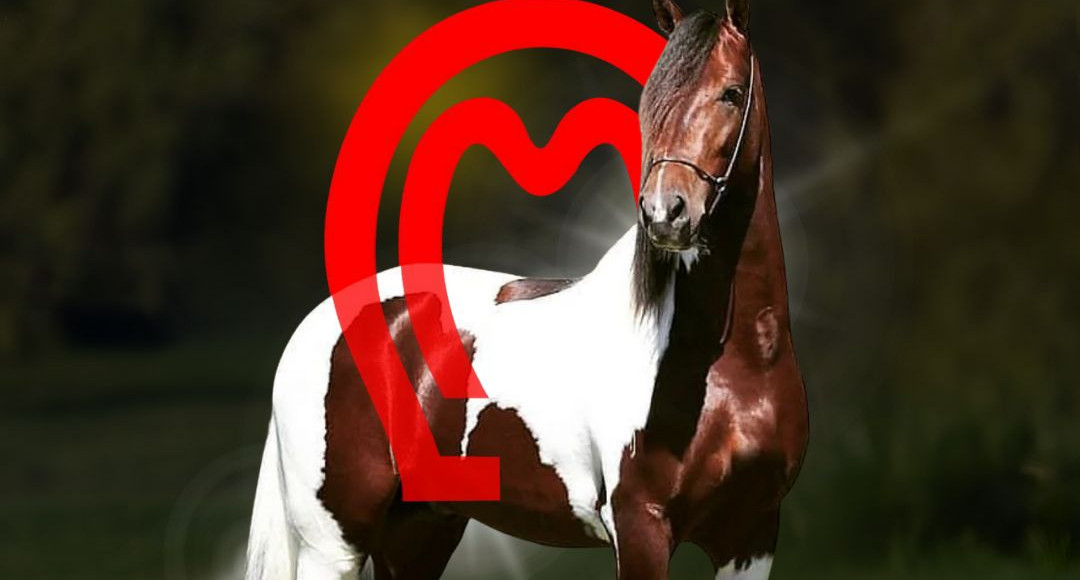 Novo presidente do Mangalarga Marchador