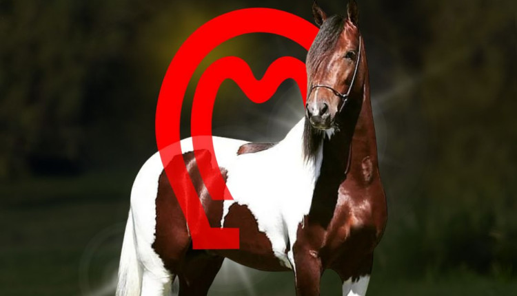 Novo presidente do Mangalarga Marchador