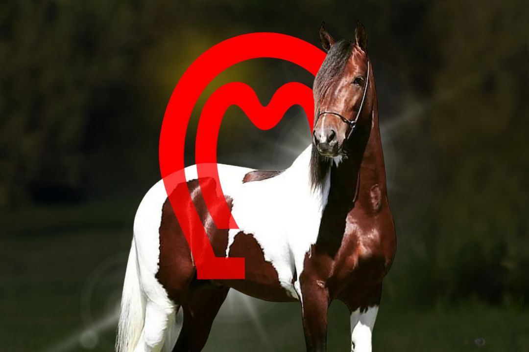 Novo presidente do Mangalarga Marchador