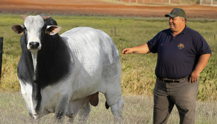 Otavio Batista Oliveira Vilas Boas - Tavinho com touro nelore olhando touro Fazenda Canaa