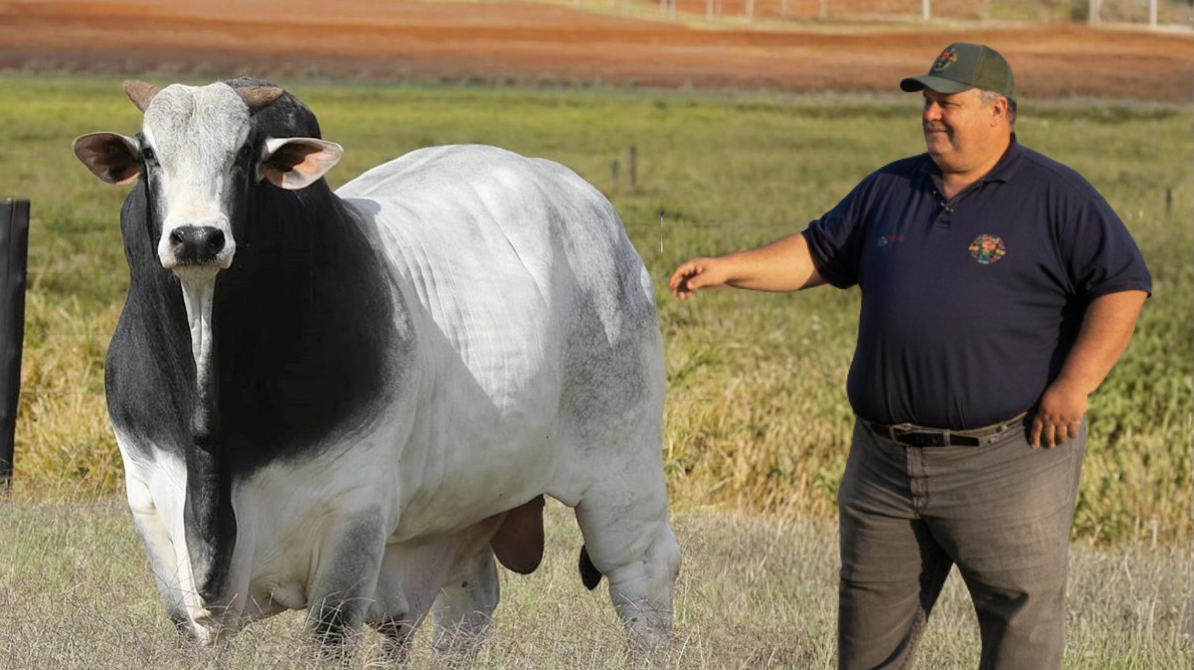 Otavio Batista Oliveira Vilas Boas - Tavinho com touro nelore olhando touro Fazenda Canaa