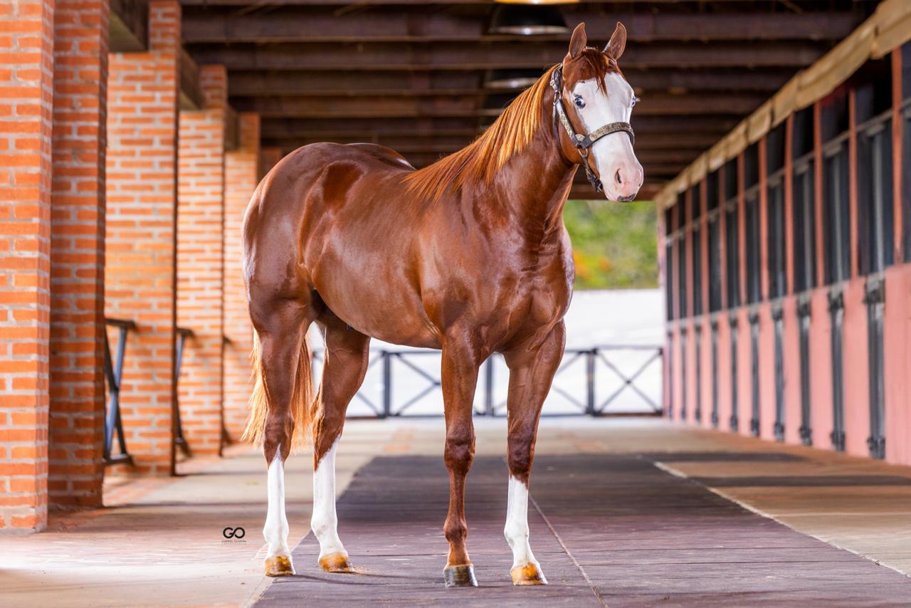 Leilão Ana Dantas Ranch – Barrel Horses confirma Palooza como fenômeno de valorização