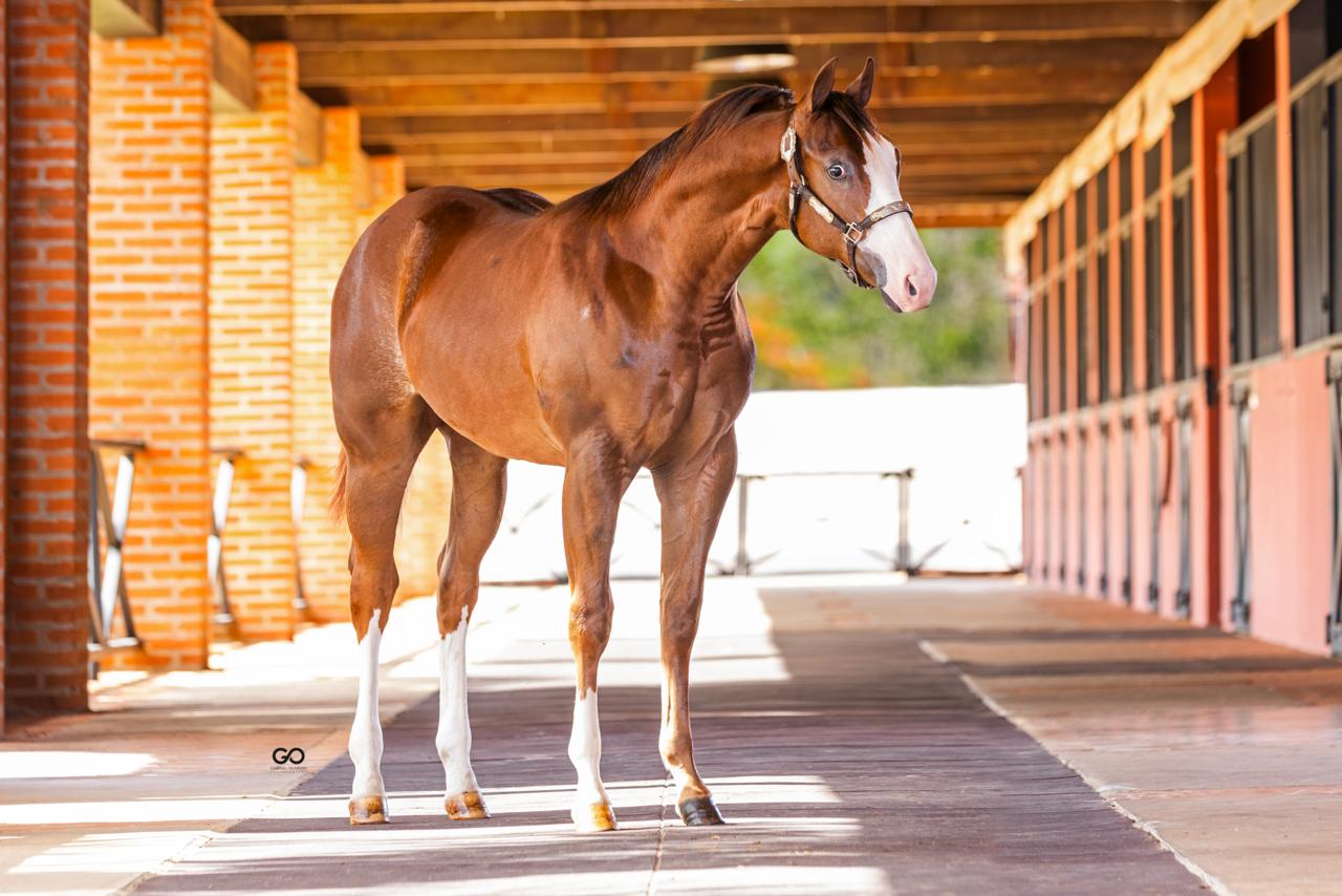 Leilão Ana Dantas Ranch – Barrel Horses confirma Palooza como fenômeno de valorização