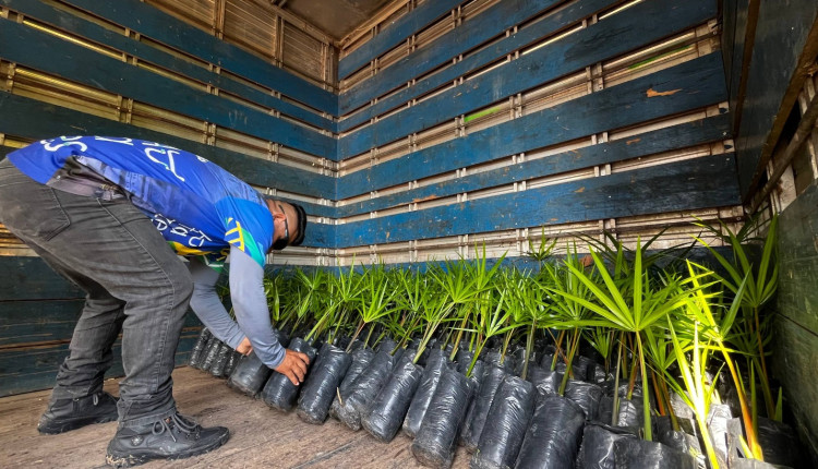 Potássio do Brasil doa dez mil mudas para projeto da Prefeitura de Autazes
