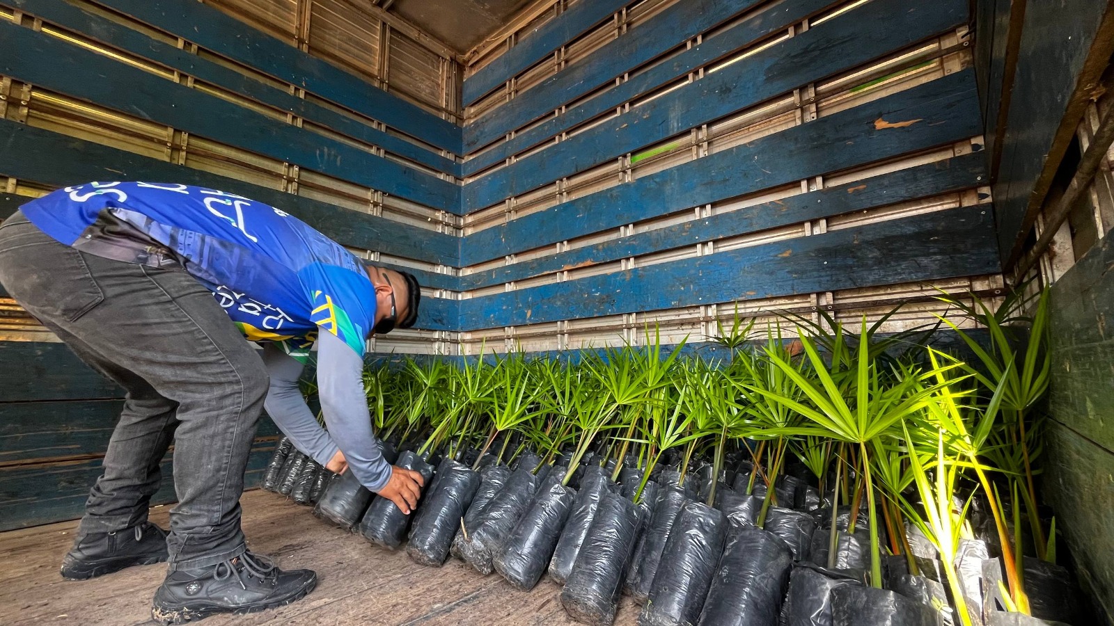 Potássio do Brasil doa dez mil mudas para projeto da Prefeitura de Autazes