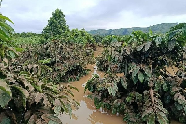 Maior produtor mundial de café robusta tem plantação devastada pelo tufão Kalmaegi; vídeo