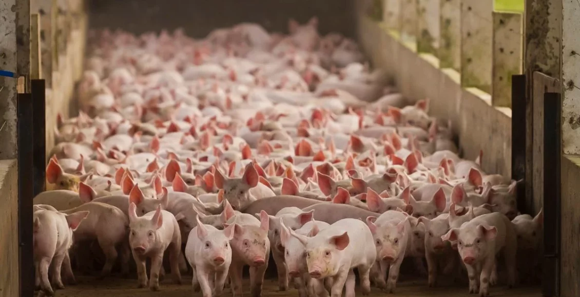 Suinocultura