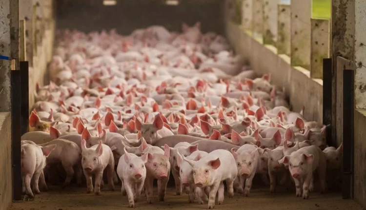 Suinocultura