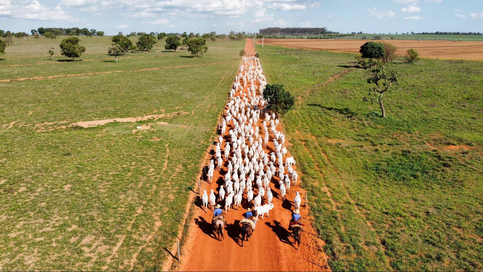Tocando o gado Nelore estrada comitivia - Fazenda Periquitos fotao