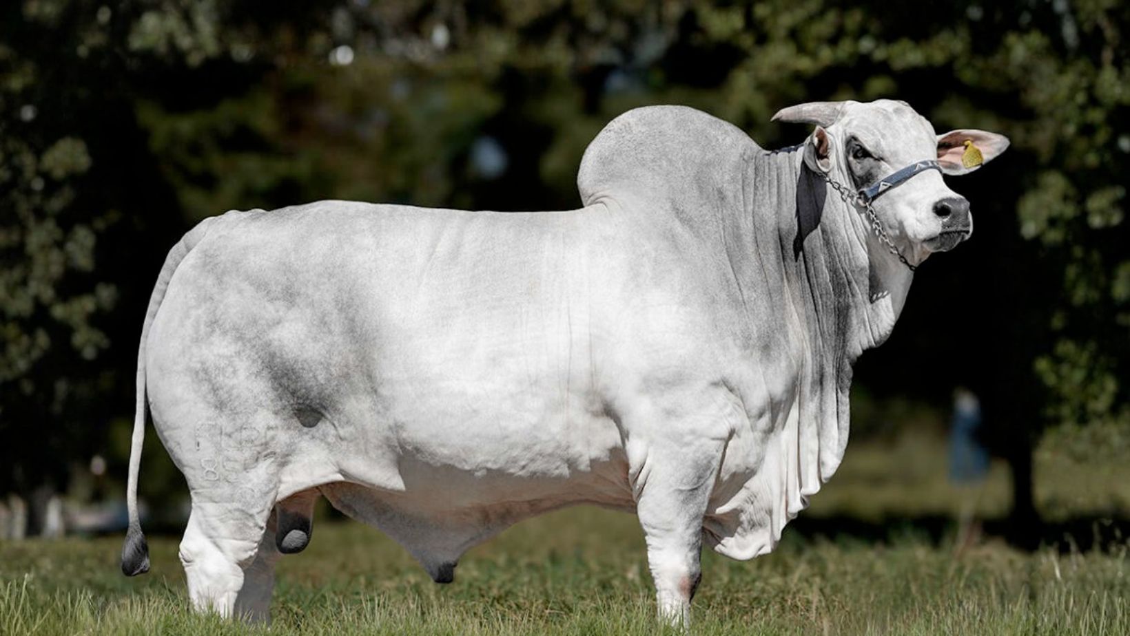 Touro Nelore PO Azulejo da Cometa