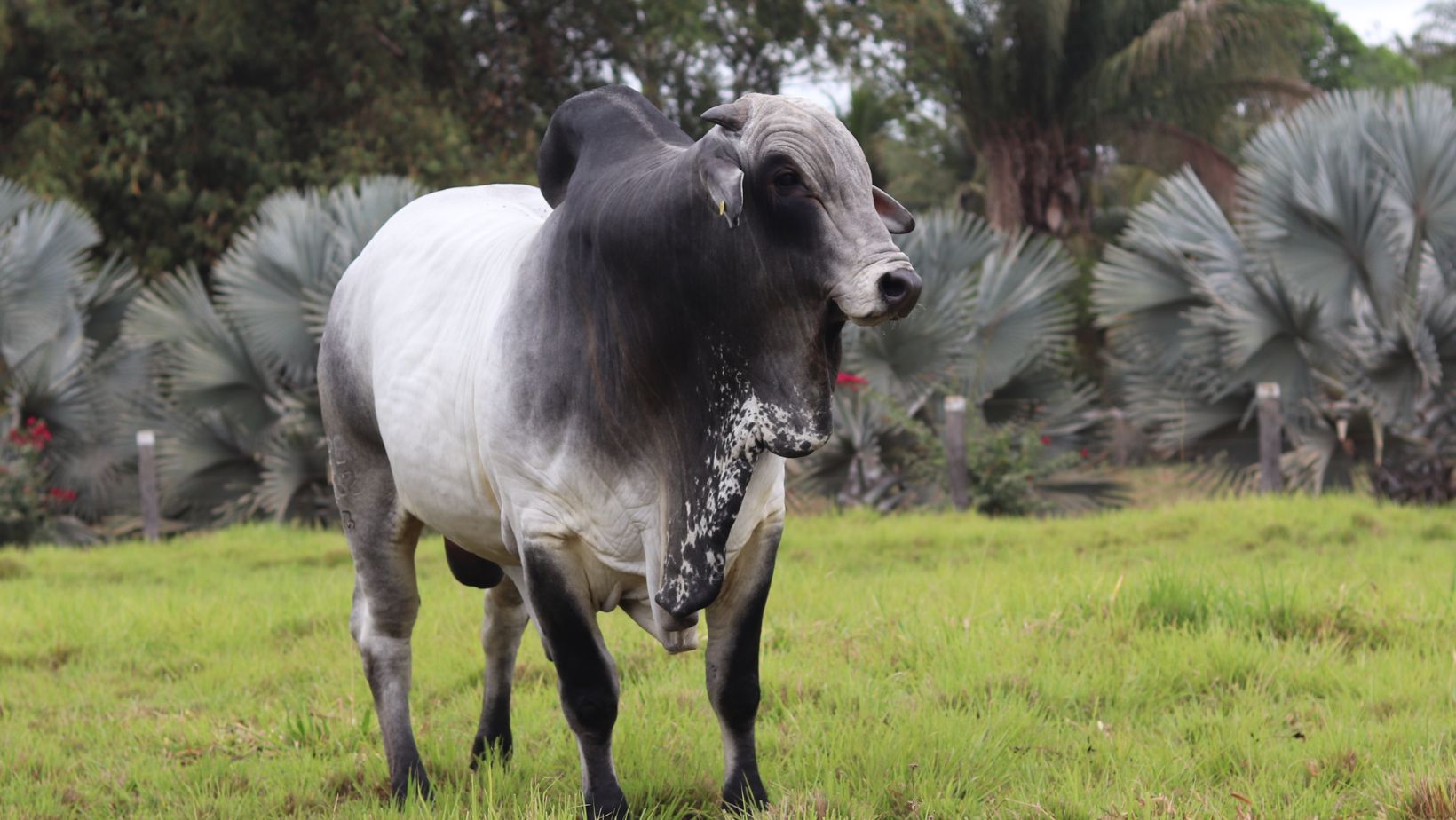 Touro Nelore PO - Nelore Cometa