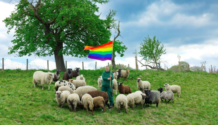 gaywoolsheep