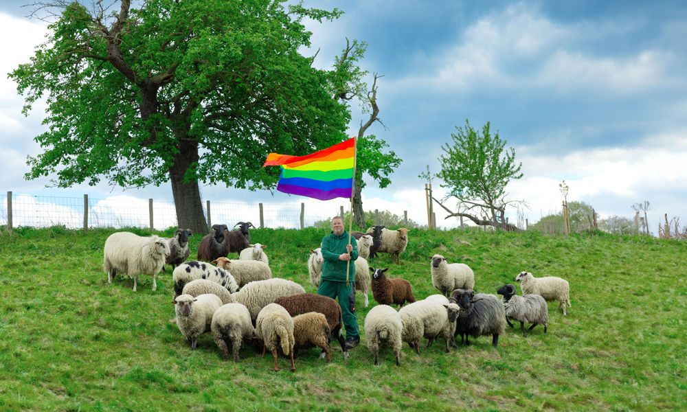 gaywoolsheep