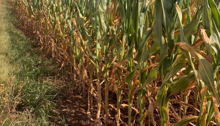 Lei que altera contratos de seguro entra em vigor em dezembro e impacta no seguro rural