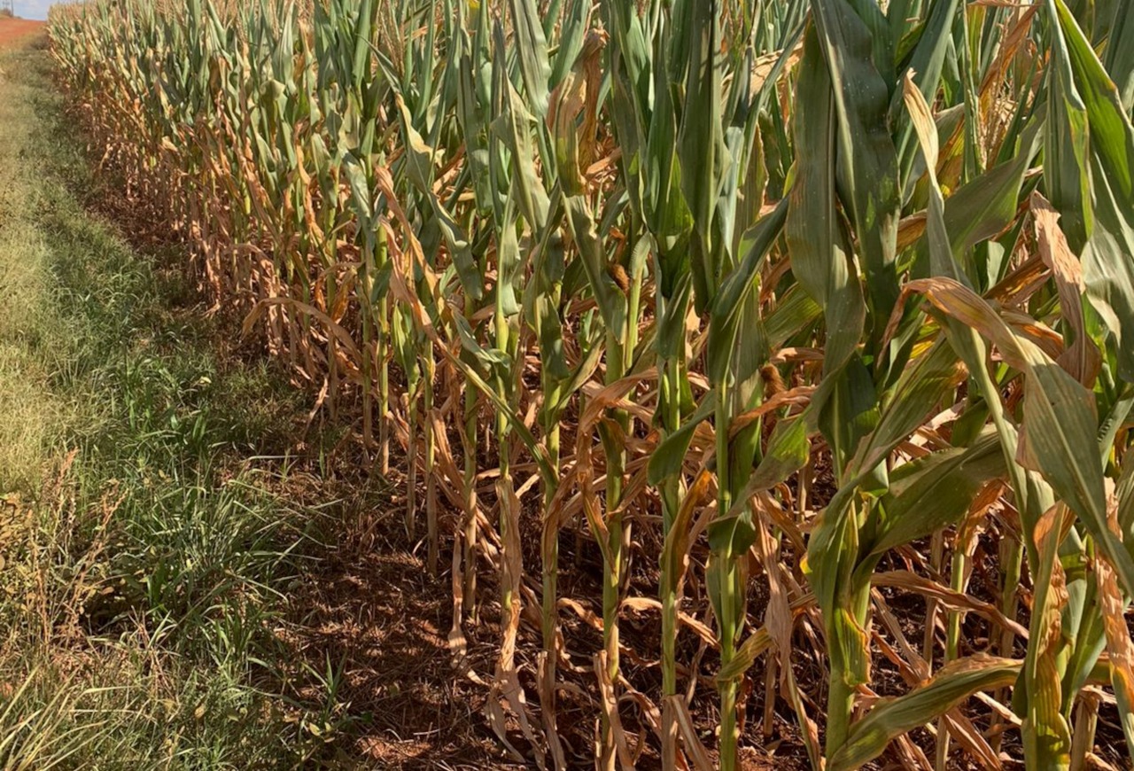 Lei que altera contratos de seguro entra em vigor em dezembro e impacta no seguro rural