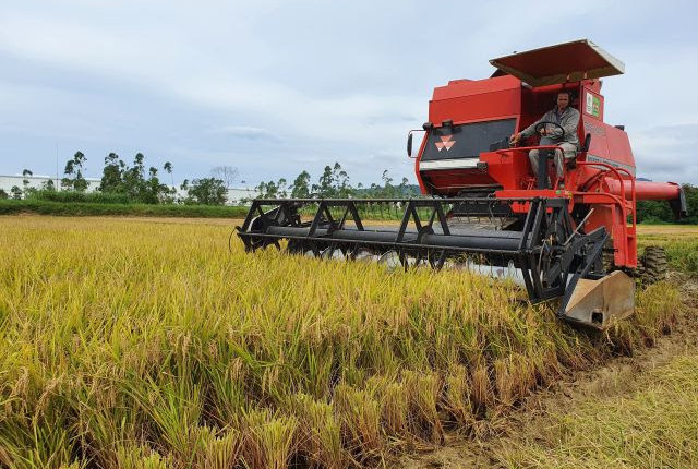Arroz Dueto da Epagri