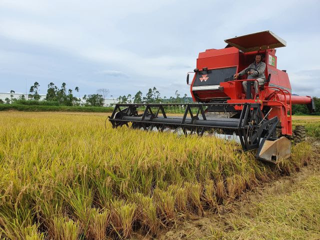 Arroz Dueto da Epagri