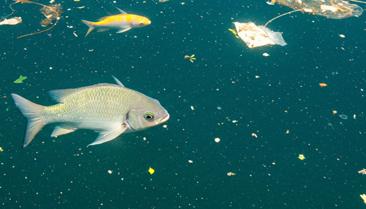 Aquecimento global potencializa toxicidade de microplásticos e metais pesados em peixes