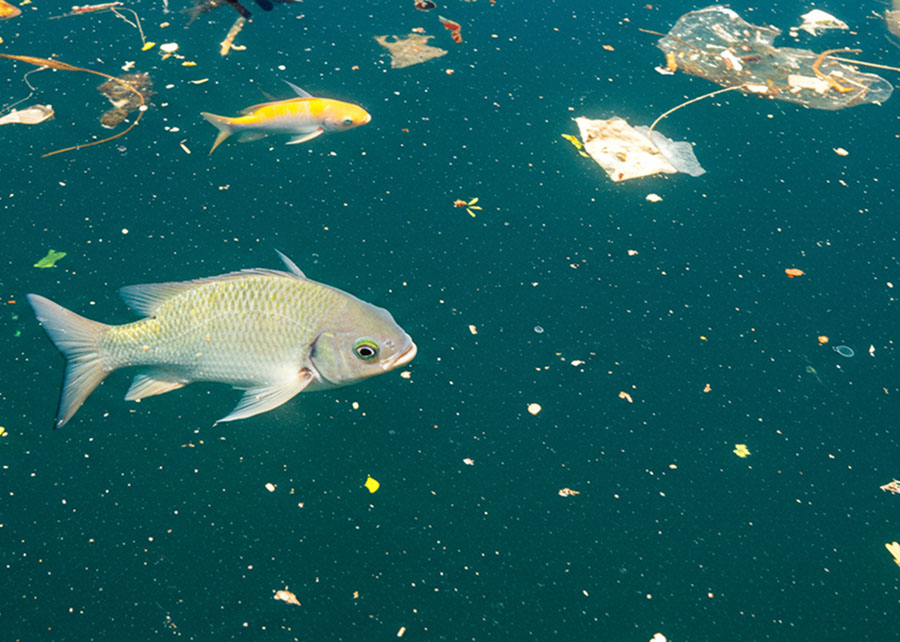 Aquecimento global potencializa toxicidade de microplásticos e metais pesados em peixes