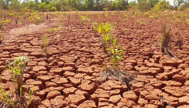 Bioinsumo atende mais de 30 espécies florestais e amplia restauração ecológica
