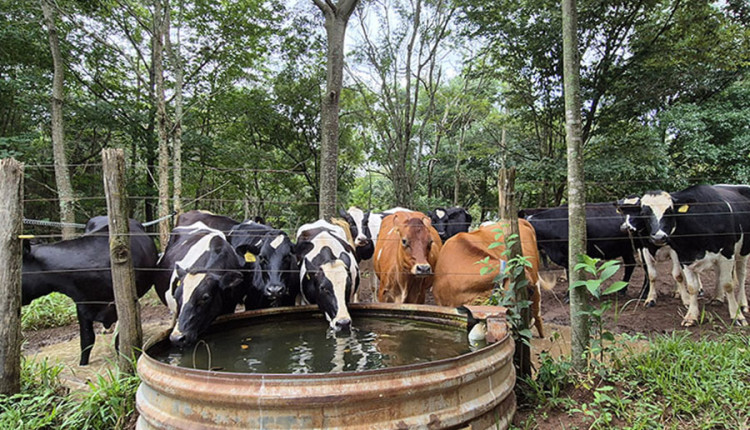 Aquecimento global e práticas de manejo impactam pegada hídrica na produção leiteira