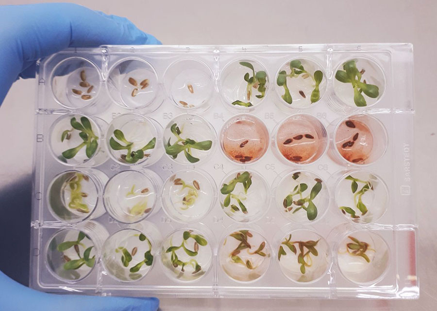 O extrato do fungo foi submetido em um bioensaio em sementes de alface. A foto acima mostra o extrato bruto do fungo Fusarium (em vermelho), inibindo a germinação de sementes de dicotiledônea (alface).