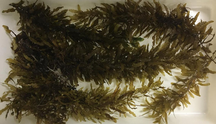 Rede de pesquisa internacional aposta em algas marinhas como alimento sustentável do futuro