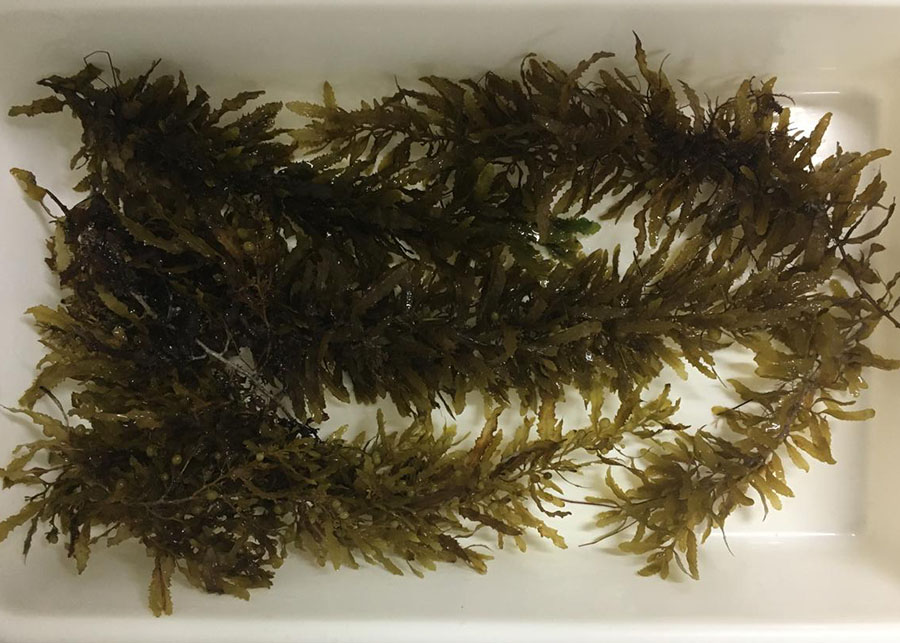 Rede de pesquisa internacional aposta em algas marinhas como alimento sustentável do futuro