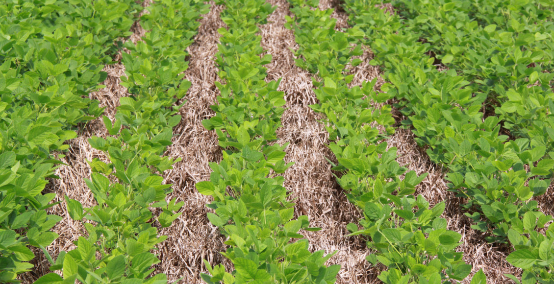 Manejo sustentável impulsiona subvenção do seguro rural para até 35% na soja