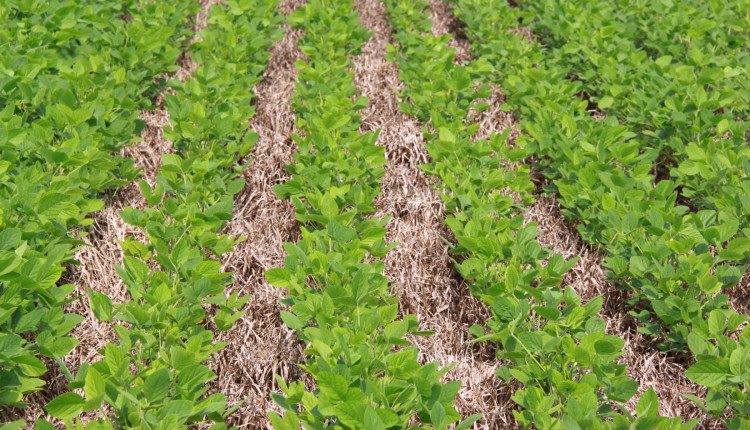 Manejo sustentável impulsiona subvenção do seguro rural para até 35% na soja