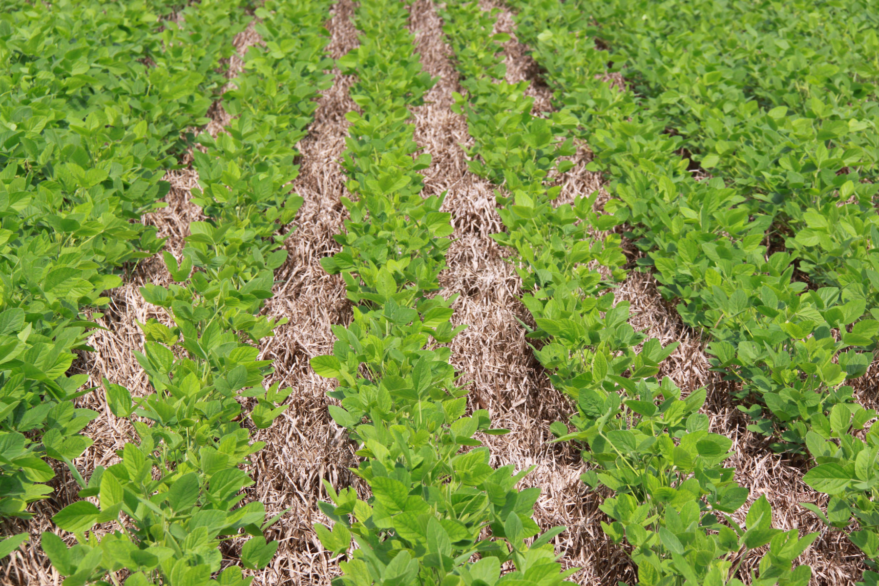 Manejo sustentável impulsiona subvenção do seguro rural para até 35% na soja