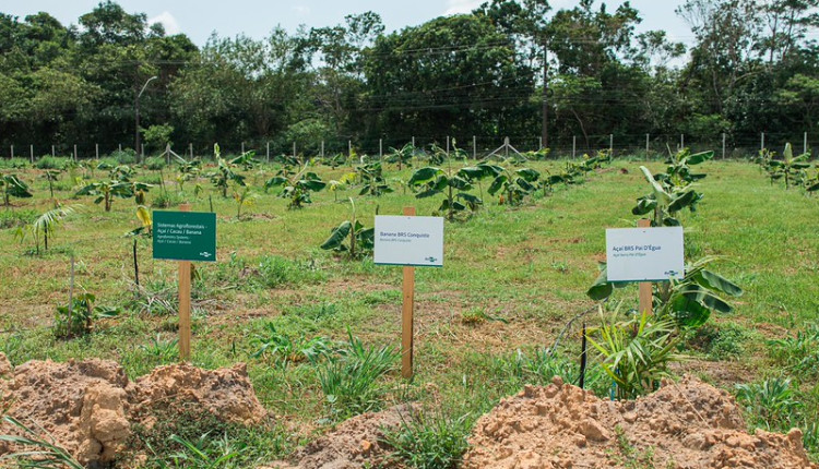 Embrapa lança AgForest para acelerar a bioeconomia com inovação agroflorestal