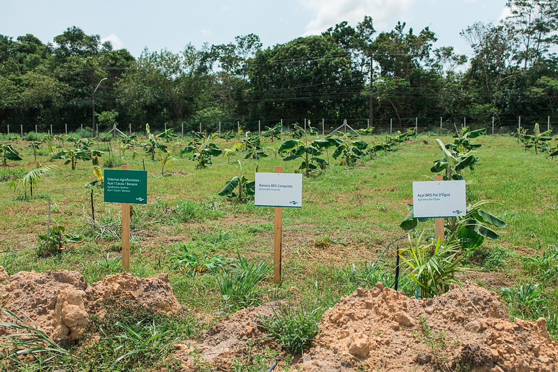 Embrapa lança AgForest para acelerar a bioeconomia com inovação agroflorestal