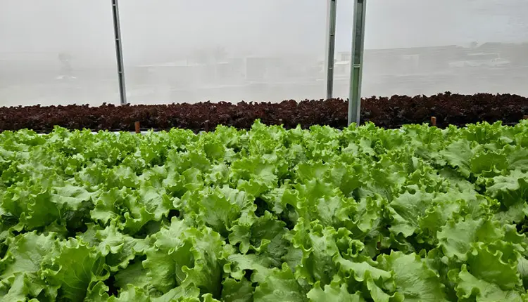 Sistema de reuso aumenta em 61% a eficiência no uso da água na irrigação de hortaliça